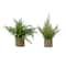 Assorted 14&#x22; Green Plant in Basket by Ashland, 1pc.